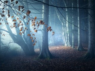 Обои свет, ночь, деревья, природа, лес, туман, light, night, trees, nature, forest, fog разрешение 2048x1364 Загрузить