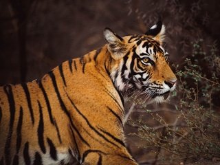 Обои тигр, морда, ветки, темный фон, tiger, face, branches, the dark background разрешение 3840x3072 Загрузить