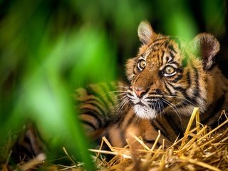 Обои тигр, морда, зелень, дикая кошка, tiger, face, greens, wild cat разрешение 5120x3200 Загрузить