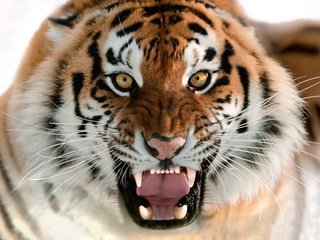 Обои тигр, животные, tiger, animals разрешение 9108x6446 Загрузить