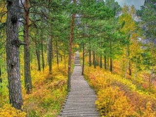 Обои трава, деревья, природа, лес, дорожка, осень, сосны, осенний лес, grass, trees, nature, forest, track, autumn, pine, autumn forest разрешение 6000x4000 Загрузить