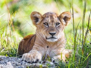 Обои трава, камни, лежит, мордашка, львёнок, grass, stones, lies, face, lion разрешение 4394x3295 Загрузить