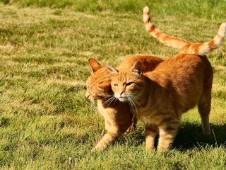 Обои трава, коты, кошки, друзья, рыжие, хвосты, grass, cats, friends, red, tails разрешение 3840x2160 Загрузить