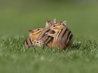 Обои трава, поза, поляна, бурундук, бурундуки, grass, pose, glade, chipmunk, chipmunks разрешение 3071x2299 Загрузить