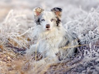 Обои трава, австралийская овчарка, снег, аусси, природа, зима, иней, взгляд, собака, лежит, grass, australian shepherd, snow, aussie, nature, winter, frost, look, dog, lies разрешение 2048x1365 Загрузить