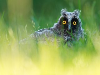 Обои трава, сова, портрет, взгляд, зеленый фон, боке, выглядывает, grass, owl, portrait, look, green background, bokeh, peeps разрешение 2000x1250 Загрузить