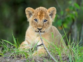 Обои трава, ветка, взгляд, котенок, сидит, мордашка, малыш, львёнок, grass, branch, look, kitty, sitting, face, baby, lion разрешение 2000x1334 Загрузить