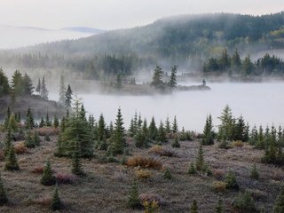 Обои туман, осень, елки, fog, autumn, tree разрешение 3070x1864 Загрузить