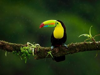 Обои ветка, птица, тукан, темный фон, дождь, branch, bird, toucan, the dark background, rain разрешение 6301x4480 Загрузить