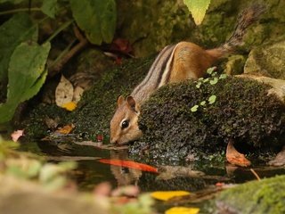 Обои вода, природа, камни, листья, животное, зверек, бурундук, грызун, water, nature, stones, leaves, animal, chipmunk, rodent разрешение 2048x1401 Загрузить