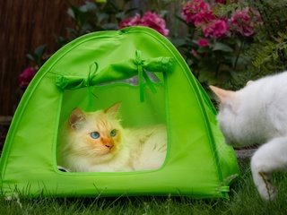 Обои взгляд, кошки, палатка, look, cats, tent разрешение 6000x4000 Загрузить