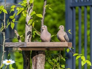 Обои зелень, ветки, листва, забор, птицы, голубь, голуби, greens, branches, foliage, the fence, birds, dove, pigeons разрешение 3840x2563 Загрузить