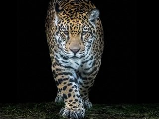 Обои морда, хищник, большая кошка, ягуар, черный фон, дикая кошка, face, predator, big cat, jaguar, black background, wild cat разрешение 1920x1080 Загрузить
