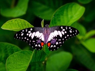 Обои бабочка, зеленые листья, butterfly, green leaves разрешение 2560x1707 Загрузить