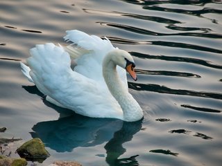 Обои белый, водоем, птица, лебедь, white, pond, bird, swan разрешение 3000x2000 Загрузить