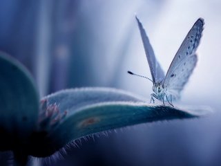 Обои цветок, бабочка, flower, butterfly разрешение 2500x1667 Загрузить