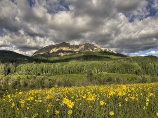 Обои цветы, горы, луг, желтые, flowers, mountains, meadow, yellow разрешение 2000x1314 Загрузить