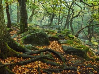 Обои деревья, природа, камни, лес, осень, англия, корни, trees, nature, stones, forest, autumn, england, roots разрешение 3840x2400 Загрузить