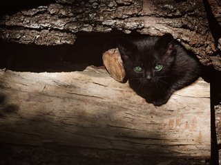 Обои бревно, дерево, выглядывает, кошка, взгляд, котенок, черный, мордашка, зеленые глаза, кора, log, tree, peeps, cat, look, kitty, black, face, green eyes, bark разрешение 3840x2160 Загрузить