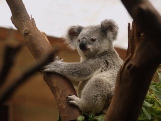 Обои дерево, сук, поза, коала, мордочка, ветки, взгляд, сидит, лапки, зоопарк, tree, bitches, pose, koala, muzzle, branches, look, sitting, legs, zoo разрешение 2560x1704 Загрузить
