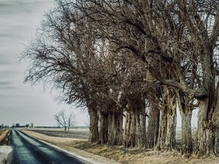 Обои дорога, деревья, road, trees разрешение 3840x2160 Загрузить