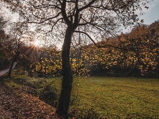 Обои дорога, дерево, осень, road, tree, autumn разрешение 2560x1440 Загрузить