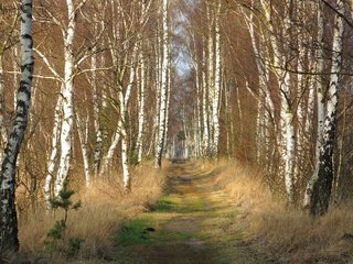 Обои дорога, природа, березы, road, nature, birch разрешение 3840x2160 Загрузить