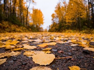 Обои дорога, природа, листья, осень, асфальт, время года, road, nature, leaves, autumn, asphalt, time of the year разрешение 4592x3448 Загрузить