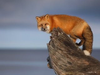 Обои фон, взгляд, рыжая, лиса, коряга, background, look, red, fox, snag разрешение 3072x2048 Загрузить