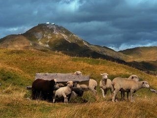 Обои холмы, пастбище, овцы, ягнята, hills, pasture, sheep, lambs разрешение 1920x1177 Загрузить