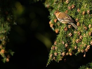 Обои хвоя, ветки, птица, черный фон, шишки, клест, needles, branches, bird, black background, bumps, klest разрешение 4788x3195 Загрузить