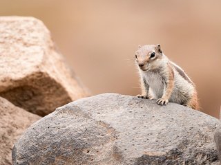 Обои камни, фон, поза, взгляд, суслик, золотистый суслик, stones, background, pose, look, gopher разрешение 3598x2399 Загрузить