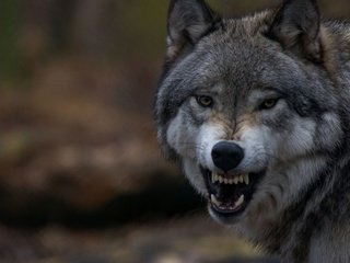 Обои клыки, зубы, оскал, пасть, волк, fangs, teeth, grin, mouth, wolf разрешение 3840x2160 Загрузить