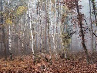 Обои лес, forest разрешение 2048x1365 Загрузить