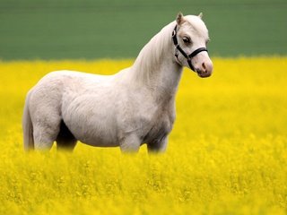 Обои лошадь, белый, конь, рапс, horse, white, rape разрешение 3000x1846 Загрузить