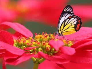 Обои макро, цветок, бабочка, macro, flower, butterfly разрешение 4096x2731 Загрузить