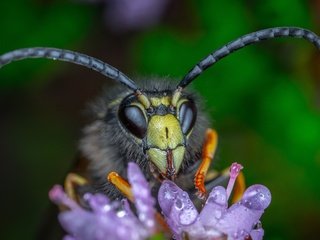 Обои макро, цветок, капли, взгляд, темный фон, усики, пчела, шершень, macro, flower, drops, look, the dark background, antennae, bee, hornet разрешение 4361x2639 Загрузить