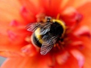 Обои макро, фон, цветок, красный, шмель, размытие, боке, крылышки, macro, background, flower, red, bumblebee, blur, bokeh, wings разрешение 5184x3456 Загрузить