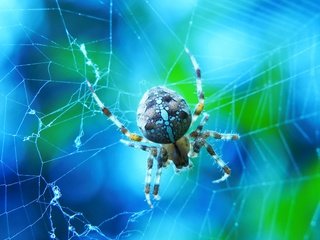 Обои макро, голубой фон, паук, паутина, боке, крестовик, macro, blue background, spider, web, bokeh разрешение 2880x1924 Загрузить