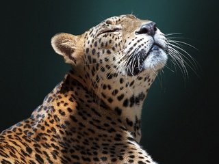 Обои морда, фон, ягуар, дикая кошка, face, background, jaguar, wild cat разрешение 2048x1536 Загрузить