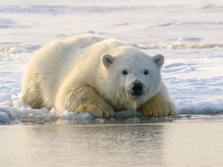 Обои морда, белый медведь, снег, медвежонок, берег, зима, взгляд, медведь, лёд, лежит, face, polar bear, snow, shore, winter, look, bear, ice, lies разрешение 2560x1707 Загрузить