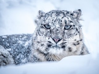 Обои морда, снег, зима, портрет, взгляд, лежит, снежный барс, ирбис, face, snow, winter, portrait, look, lies, snow leopard, irbis разрешение 2000x1379 Загрузить