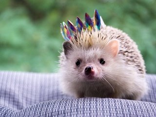 Обои мордочка, взгляд, мордашка, ежик, корона, еж, muzzle, look, face, hedgehog, crown разрешение 3840x2160 Загрузить