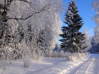 Обои небо, иней, дорога, ель, деревья, колея, снег, природа, лес, зима, ветки, the sky, frost, road, spruce, trees, track, snow, nature, forest, winter, branches разрешение 3840x2160 Загрузить