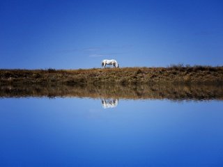 Обои небо, лошадь, берег, отражение, водоем, конь, синева, the sky, horse, shore, reflection, pond, blue разрешение 6000x3766 Загрузить