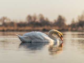 Обои отражение, белый, водоем, птица, лебедь, reflection, white, pond, bird, swan разрешение 5797x3865 Загрузить