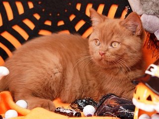 Обои мордашка, поза, паутина, кошка, британский, взгляд, осень, рыжий, предметы, праздник, котенок, хэллоуин, лежит, тыква, игрушки, оранжевый фон, face, pose, web, cat, british, look, autumn, red, items, holiday, kitty, halloween, lies, pumpkin, toys, orange background разрешение 4290x2860 Загрузить