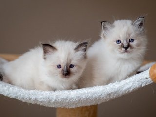 Обои поза, дуэт, взгляд, рэгдолл, парочка, лежанка, белые, кошки, котята, два, мордочки, pose, duo, look, ragdoll, a couple, white, cats, kittens, two, faces разрешение 4859x3221 Загрузить