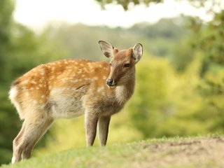 Обои природа, олень, боке, самка, nature, deer, bokeh, female разрешение 5184x3456 Загрузить