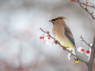 Обои снег, свиристель, зима, хохолок, фон, ветки, профиль, птица, ягоды, боке, snow, the waxwing, winter, crest, background, branches, profile, bird, berries, bokeh разрешение 3840x2160 Загрузить